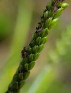 Paspalum mandiocanum Trin.的圖片