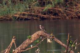 Image of Red-eyed Dove