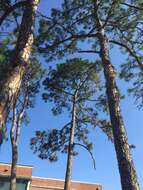 Image of Slash Pine