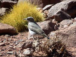 Image of Black-fronted Ground Tyrant