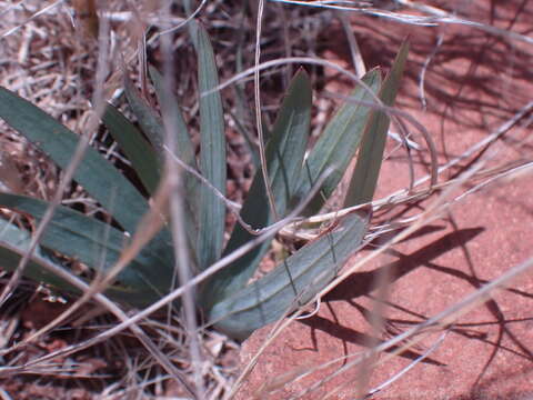 Image of Freesia andersoniae L. Bolus