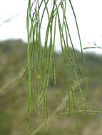 Plancia ëd Sesbania bispinosa var. bispinosa