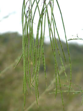 Image of Sesbania bispinosa var. bispinosa