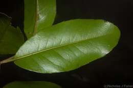 Image of Croton acronychioides F. Muell.