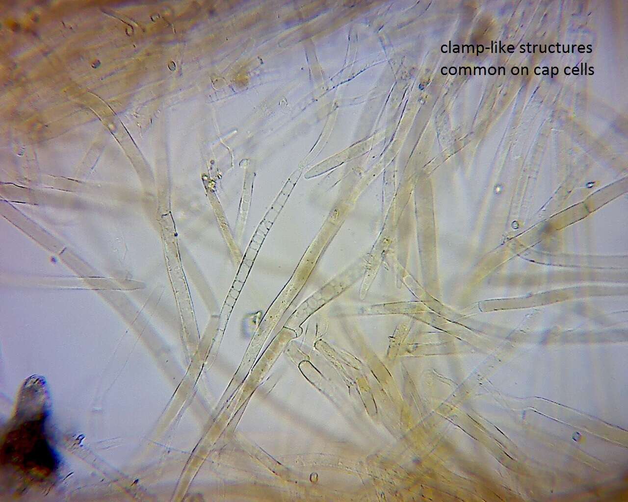 Слика од Pluteus microspermus E. Horak 2008