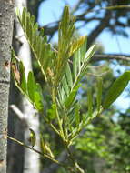 Image of Virgilia oroboides subsp. ferruginea B.-E. van Wyk