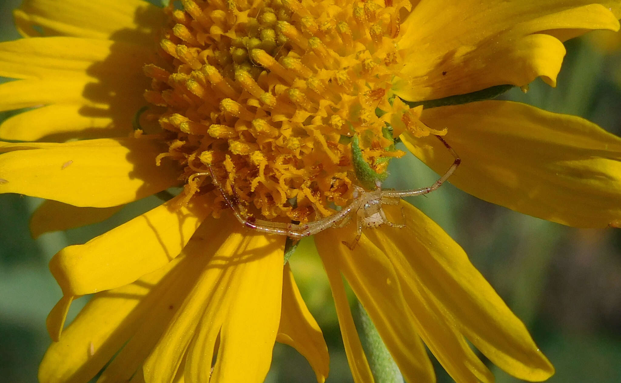 Image of Swift Crab Spider