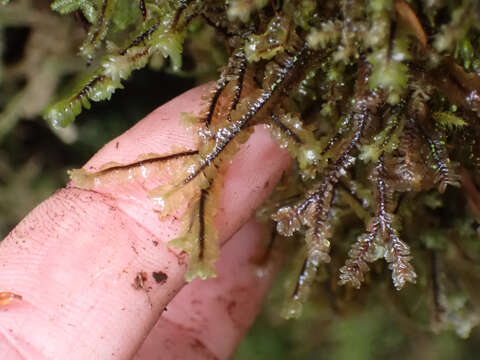 Image of Macrodiplophyllum rubrum D. H. Wagner