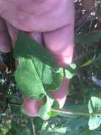 Image of wavyleaf aster