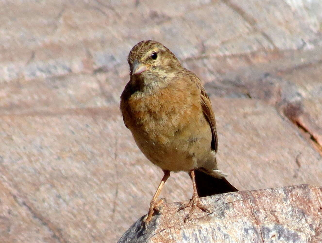 Sivun Emberiza impetuani impetuani Smith & A 1836 kuva