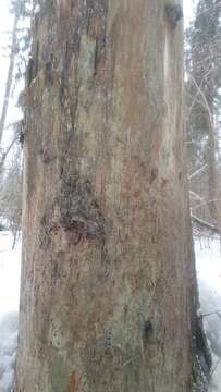 Image of microcalicium lichen