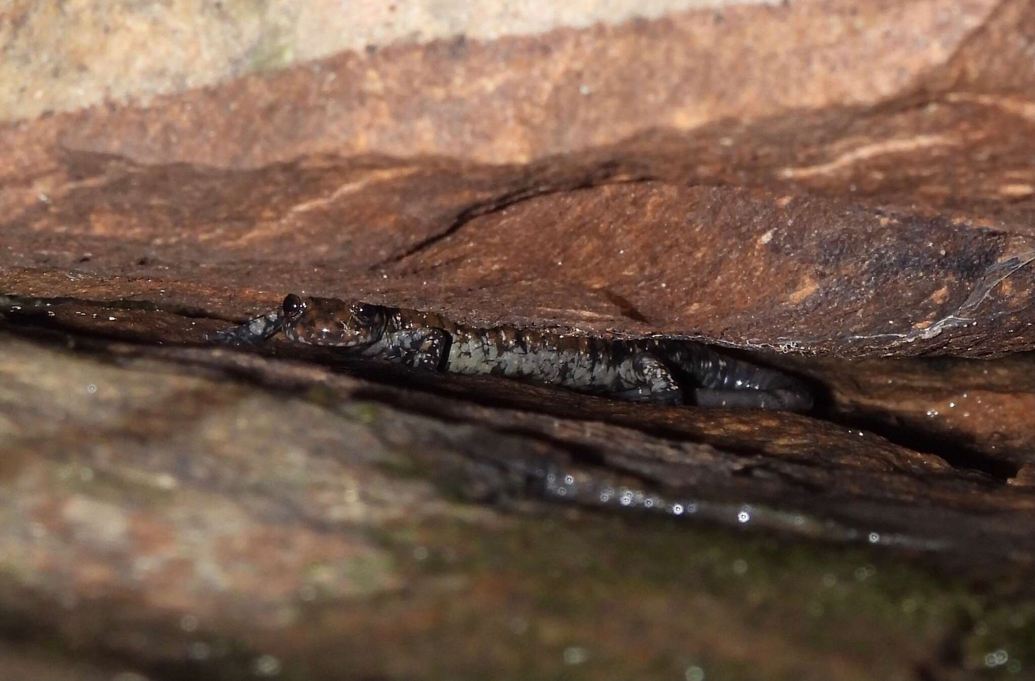 Image of Plethodon petraeus Wynn, Highton & Jacobs 1988