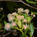 Image of Codia nitida Schlechter