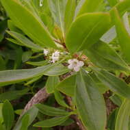 Image of Myoporum crassifolium G. Forst.