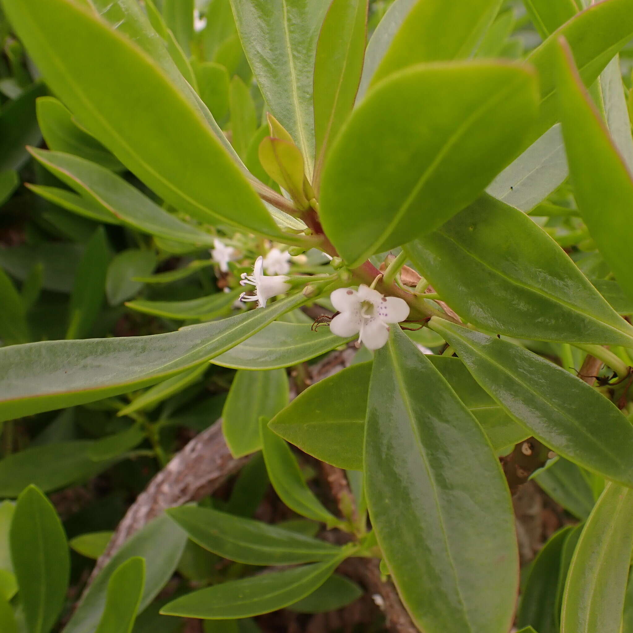 Image of Myoporum crassifolium G. Forst.