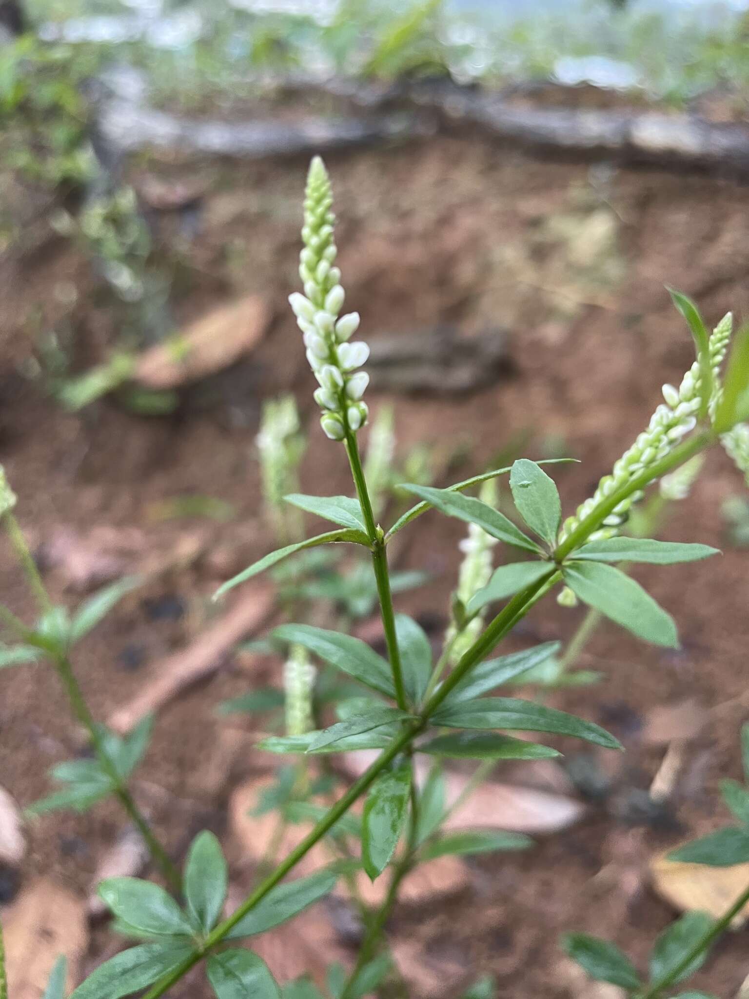 Image of Polygala asperuloides Kunth