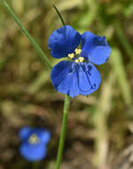 Commelina agrostophylla F. Muell.的圖片