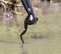 Image of Dahl’s Aquatic Frog