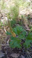 Image of Grevillea ramosissima Meissn.