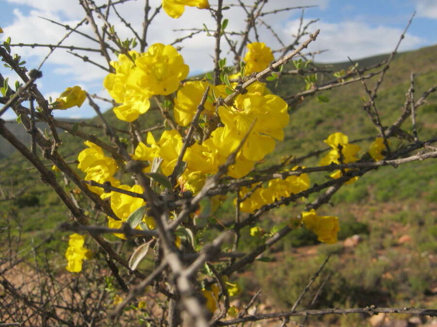 Image of Karoo gold