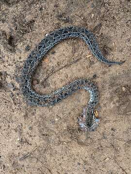 Bitis atropos (Linnaeus 1758) resmi