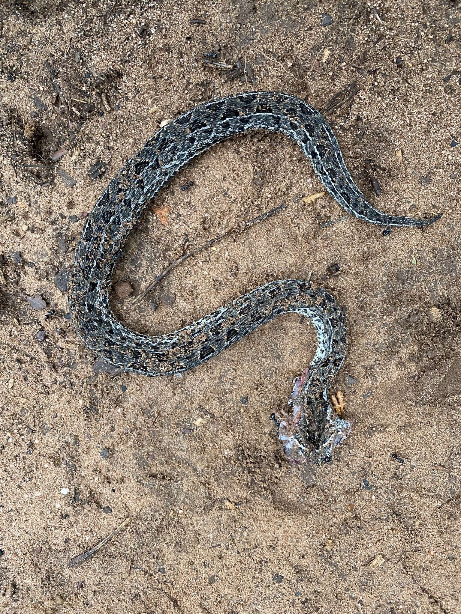 Image de Bitis atropos (Linnaeus 1758)