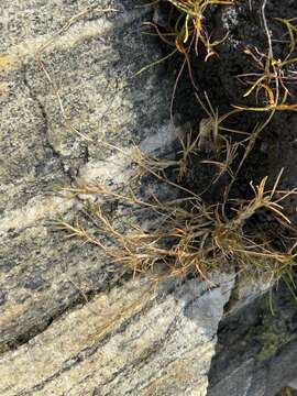 Image of Creeping Alkali Grass