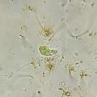 Слика од Euglena pisciformis