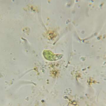 Image of Euglena pisciformis