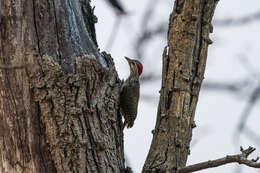 Image of Speckle-throated Woodpecker