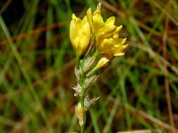 Image of Ixia odorata Ker Gawl.