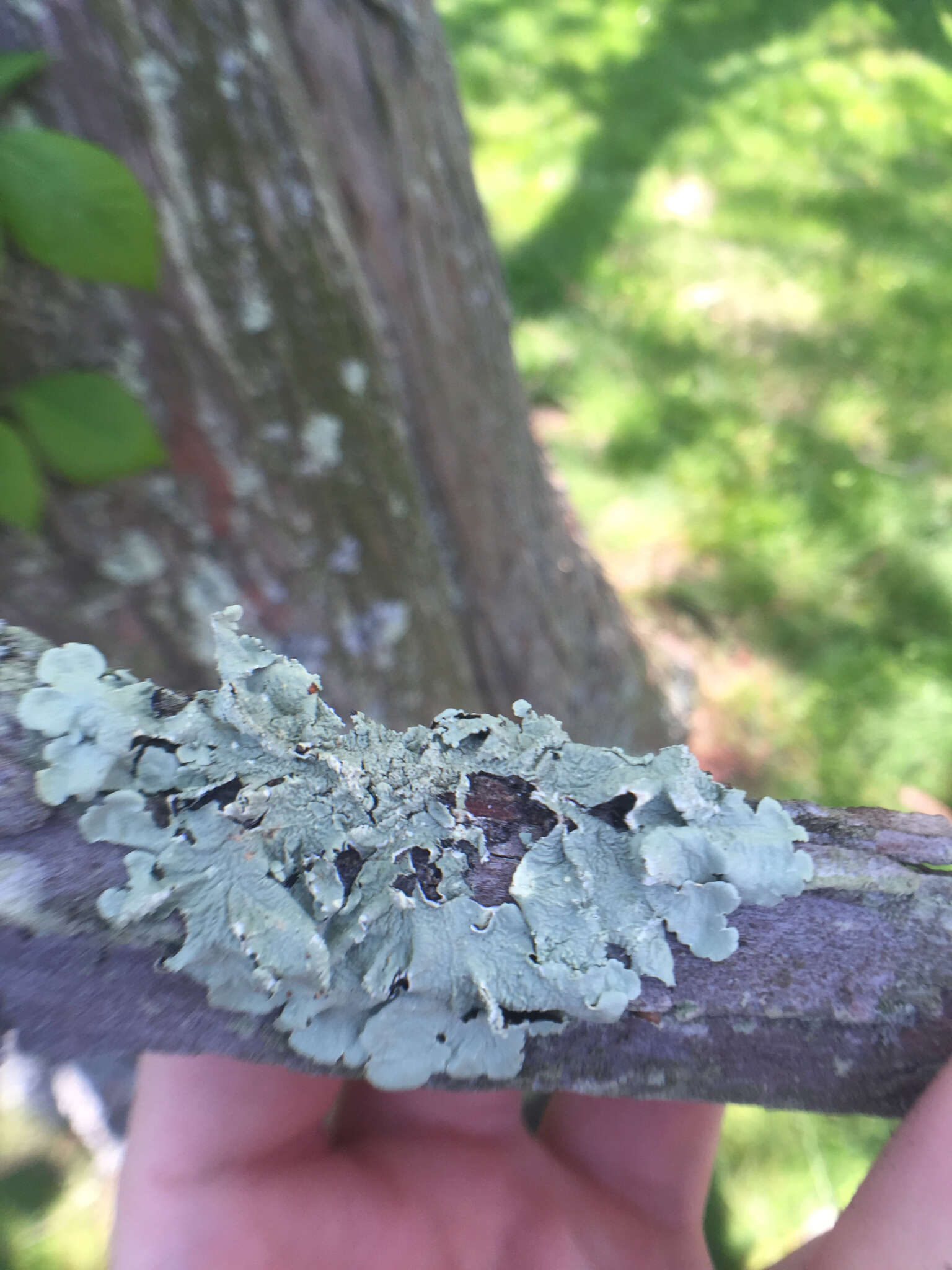 Image of Hammered shield lichen