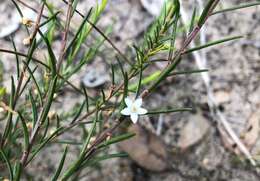 Image of Philotheca pungens (Lindl.) Paul G. Wilson