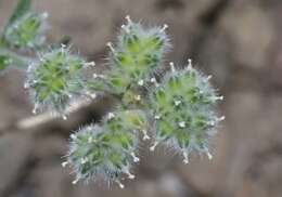 صورة Cryptantha gracilis Osterh.