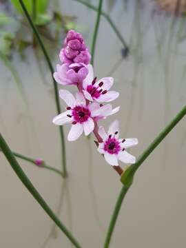 Sivun Wurmbea stricta (Burm. fil.) J. C. Manning & Vinn. kuva