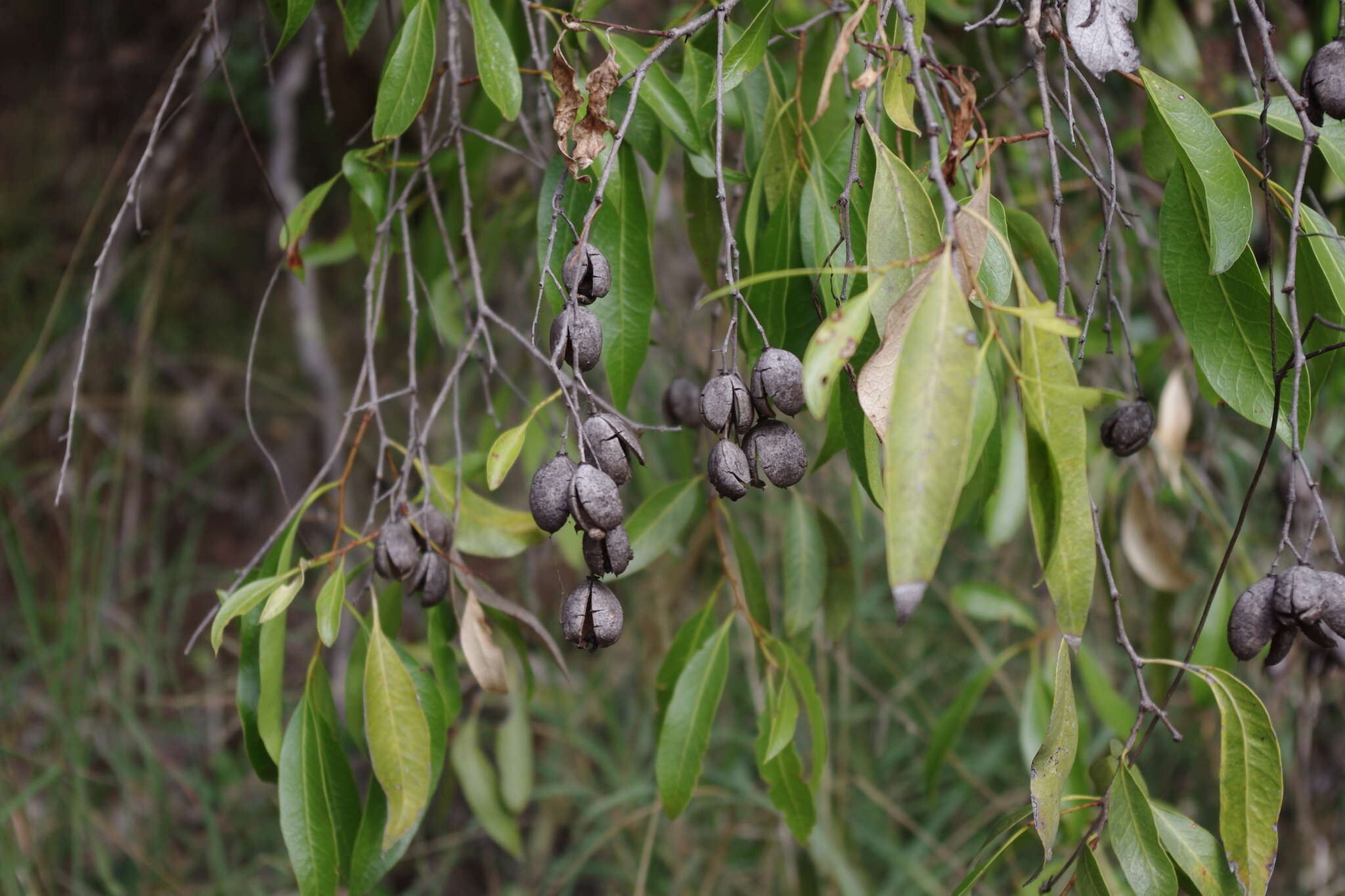 Image of Denhamia oleaster (Lindl.) F. Müll.