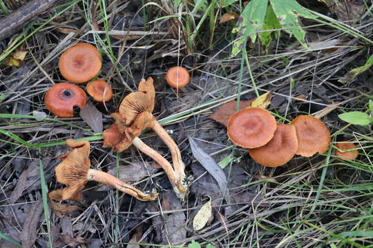 Image of Cortinarius uliginosus Berk. 1860