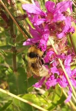 Plancia ëd Bombus distinguendus Morawitz 1869