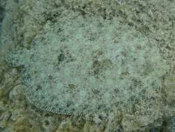 صورة Bothus lunatus (Linnaeus 1758)