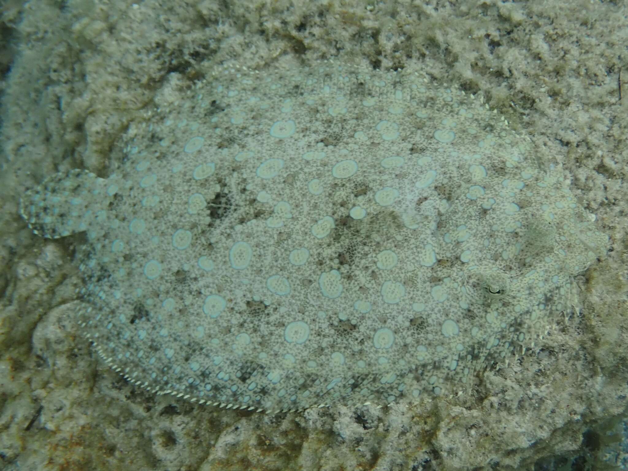 Image of Flounder