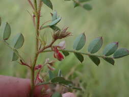 Image de Indigofera adenoides Baker fil.