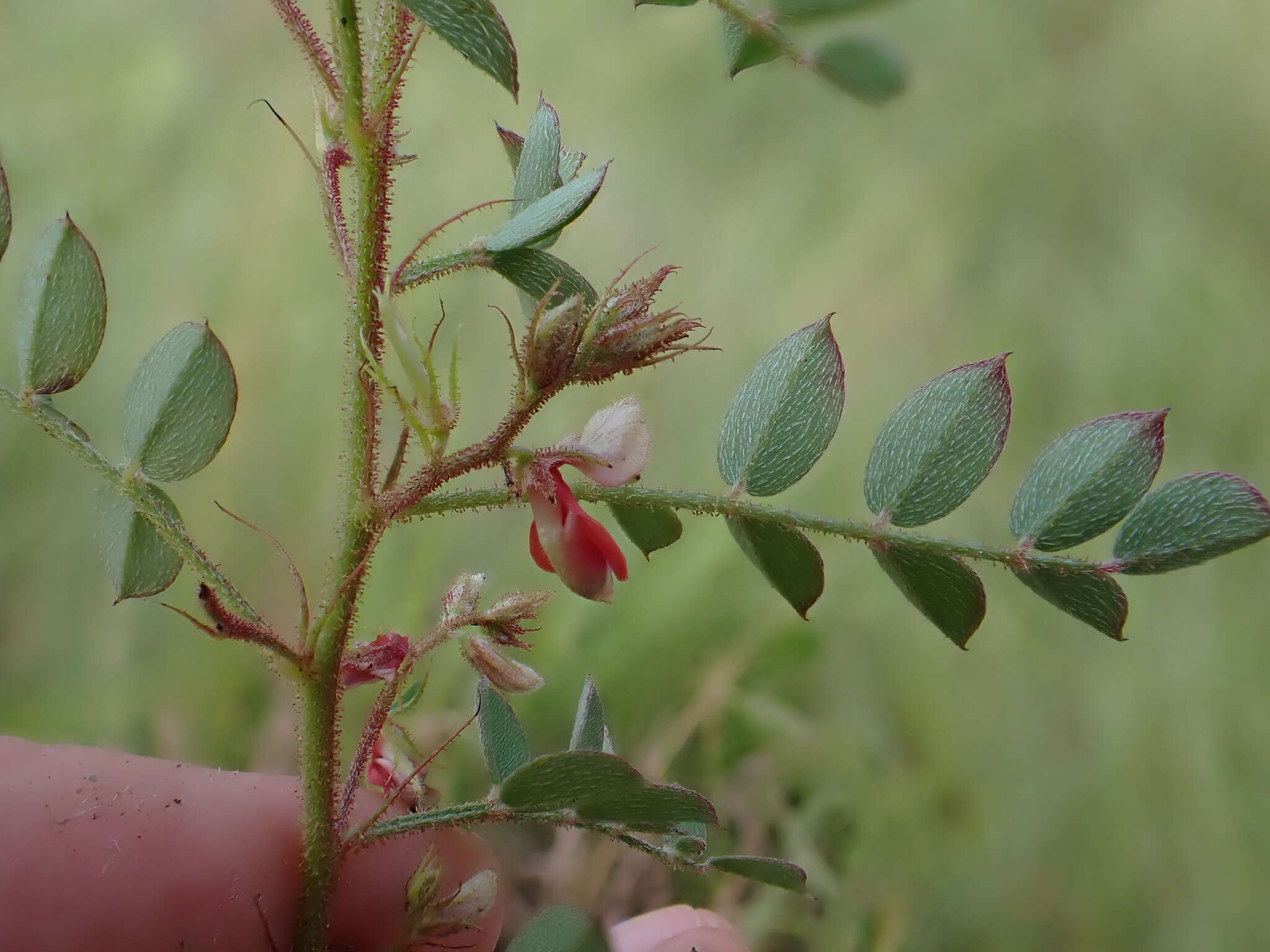 Sivun Indigofera adenoides Baker fil. kuva