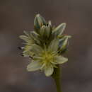 Image of Swertia marginata Schrenk