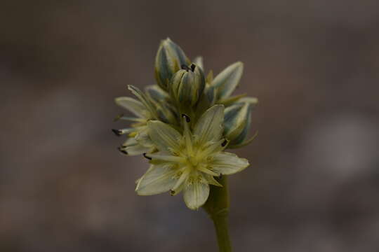 Imagem de Swertia marginata Schrenk