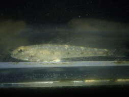 صورة Favonigobius gymnauchen (Bleeker 1860)