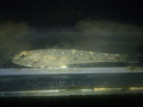 Imagem de Favonigobius gymnauchen (Bleeker 1860)