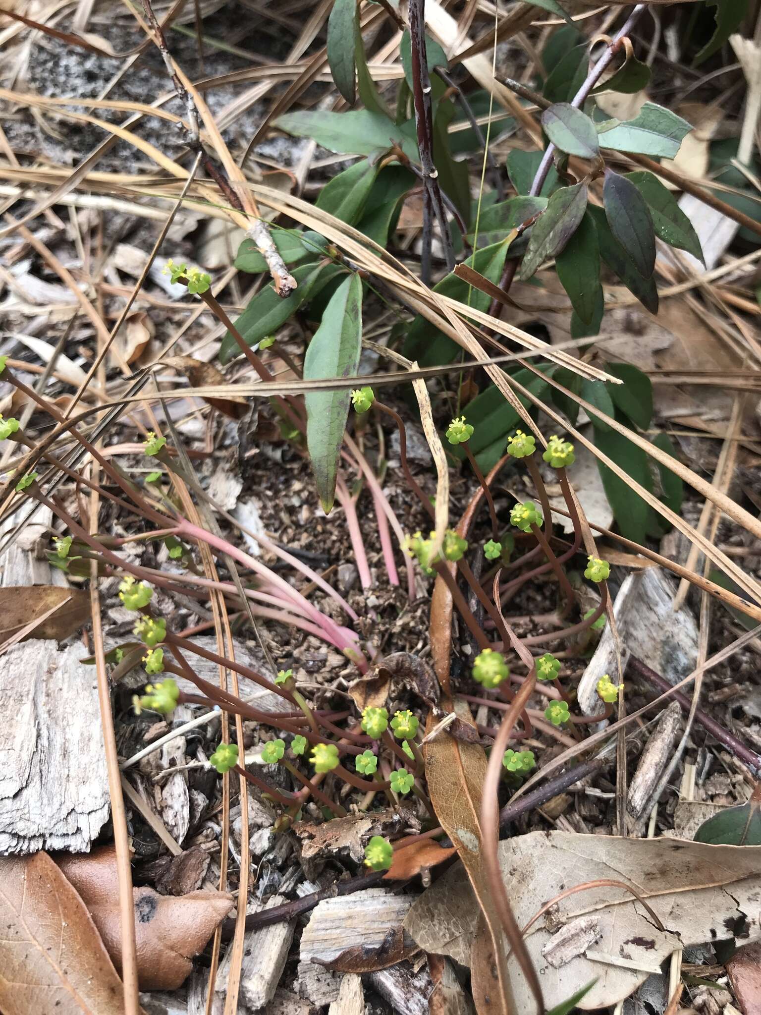 Слика од Euphorbia ipecacuanhae L.