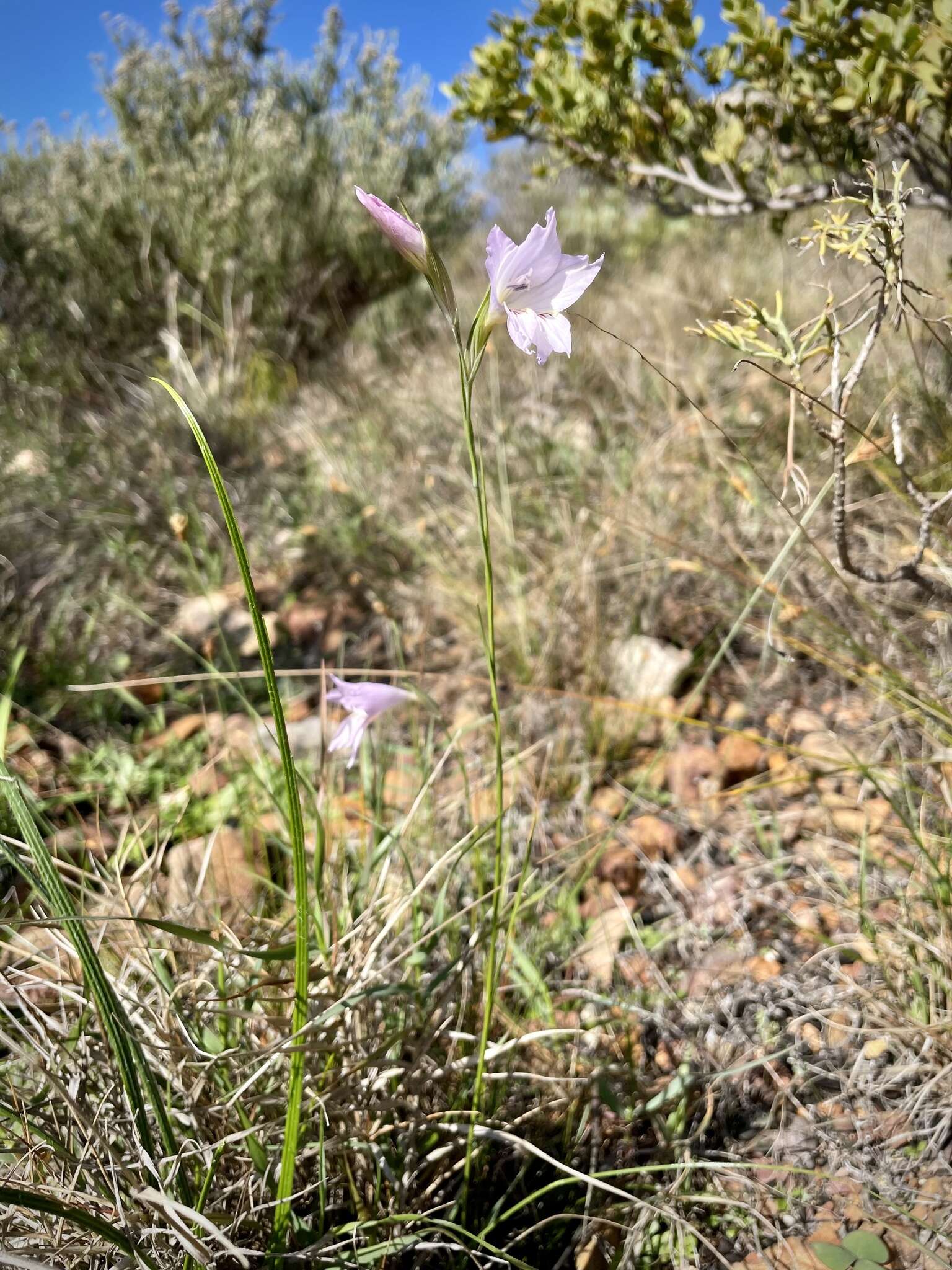 Imagem de Gladiolus blommesteinii L. Bolus