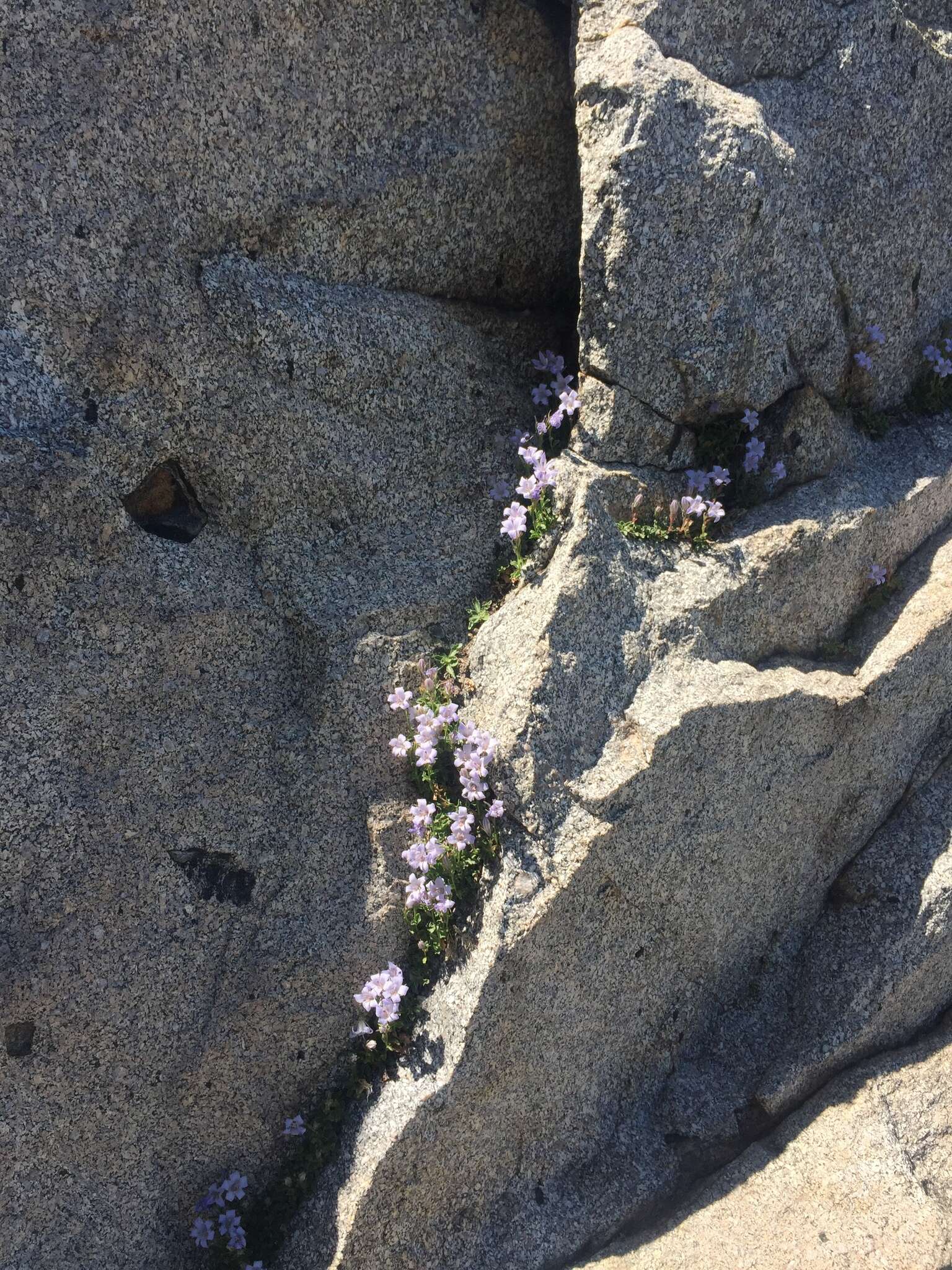 Image of Castle Crags bellflower