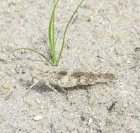 Image of Seaside Grasshopper